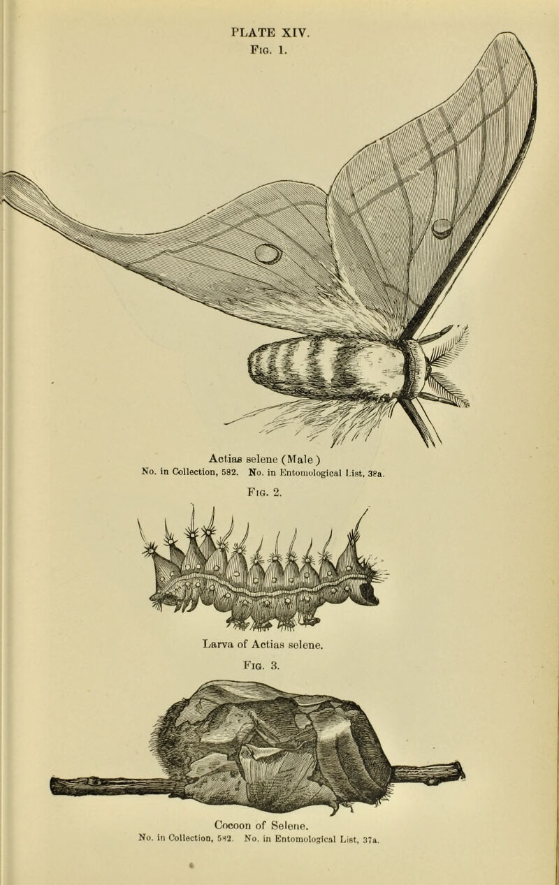 Fig. 1. Actias selene (Male ) No. in Collection, 582. No. in Entomological List, 38a. Fig. 2. Larva of Actias selene. Fig. 3. Cocoon of Selene.