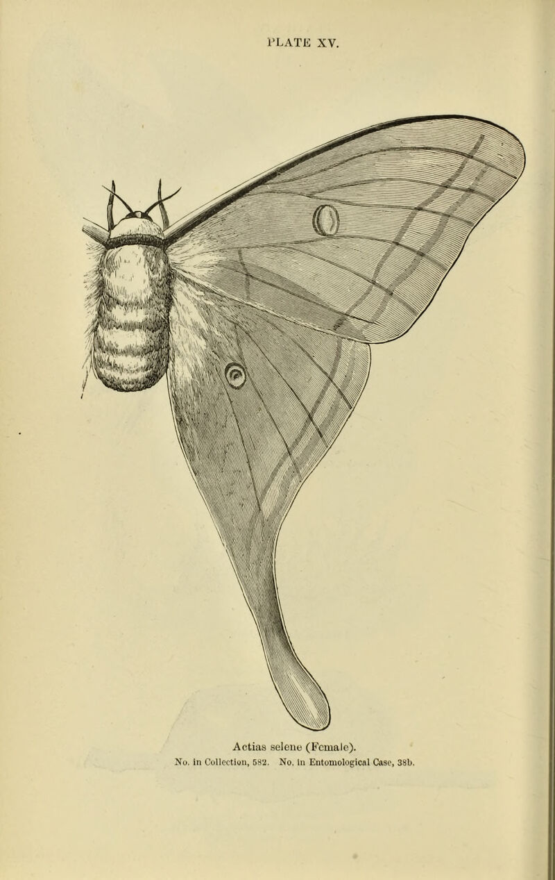 Actias selene (Female).