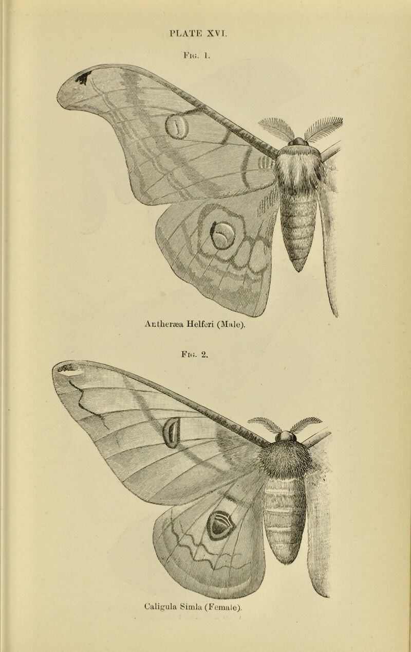 Fig. 1. Anthersaa Helferi (Mule).