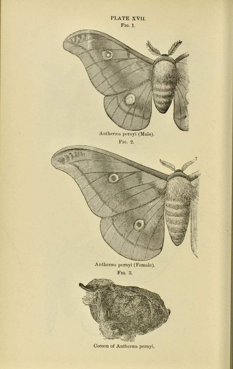 Fig. 1. Antheriea pernyi (Male). Fig. 2. Anthersea pernyi (Female). Fig. 3. Cocoon of Anthenea pernyi.