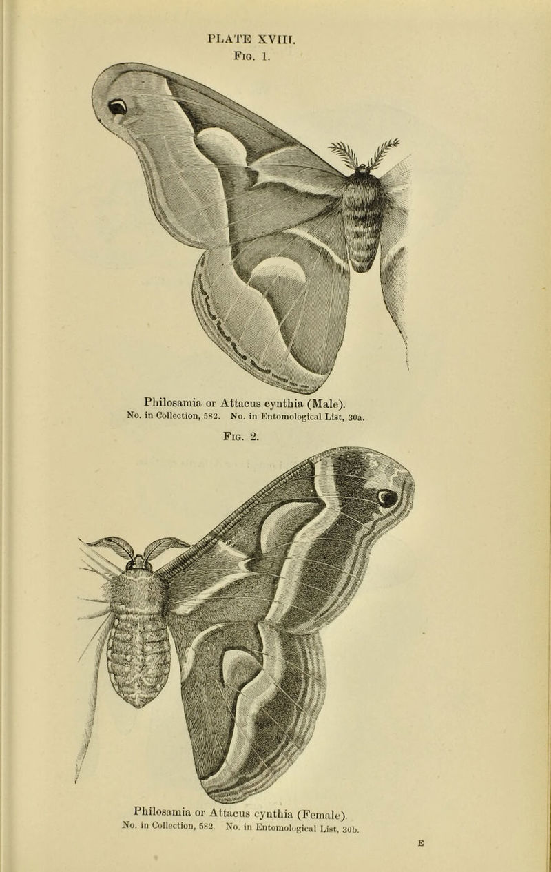 PLATE xvirr. Fio. 1. Pliilosamia or Attacus cyntkia (Male). No. in Collection, 582. No. in Entomological List, 30a. Fig. 2. Pliilosamia or Attacus cyntliia (Female). No. in Collection, 582. No. in Entomological List, 3ub. E