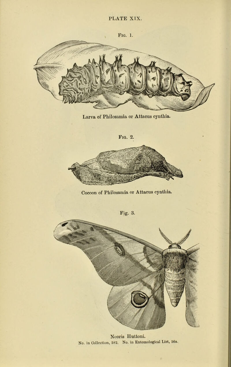 Larva of Philosamia or Attacus cynthia. Fig. 2. Cocoon of Philosamia or Attacus cynthia. Fig. 3. Ncoris Iiuttoni.