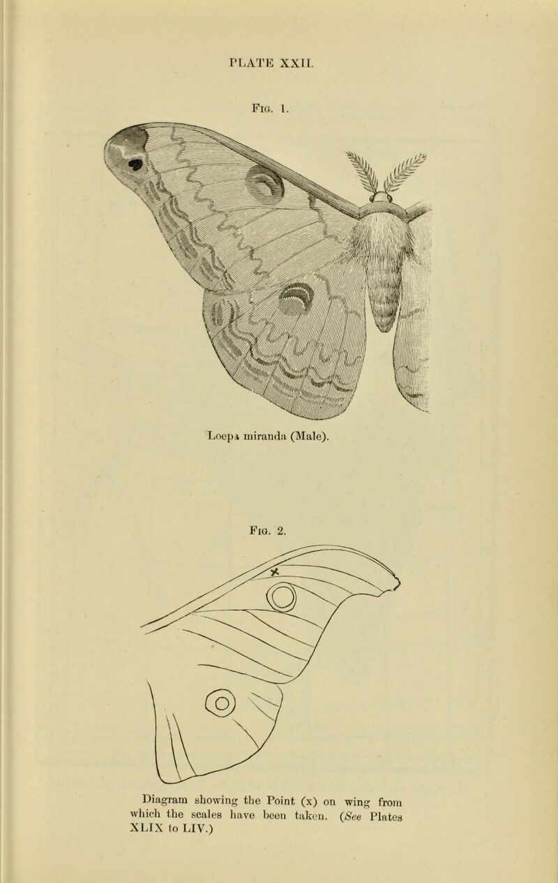 Fig. 1. Diagram showing the Point (x) on wing from which the scales have been taken. (See Plates XLIX lo LIV.)