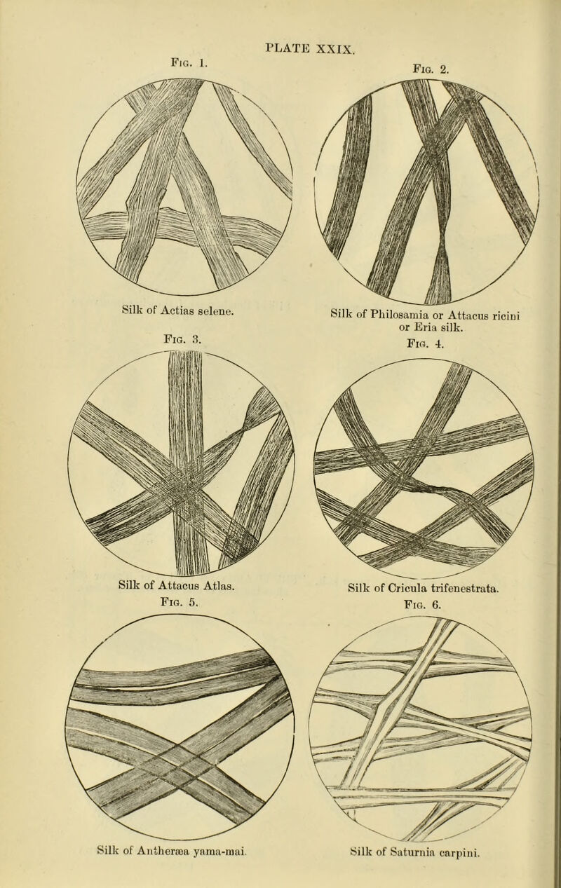 Fig. 3. Fig. 5. Fig. 2. Silk of Philosamia or Attacus ricini or Eria silk. Fig. 4. Silk of Cricula trifenestrata. Fig. 6. Silk of Satiirnia carpini.