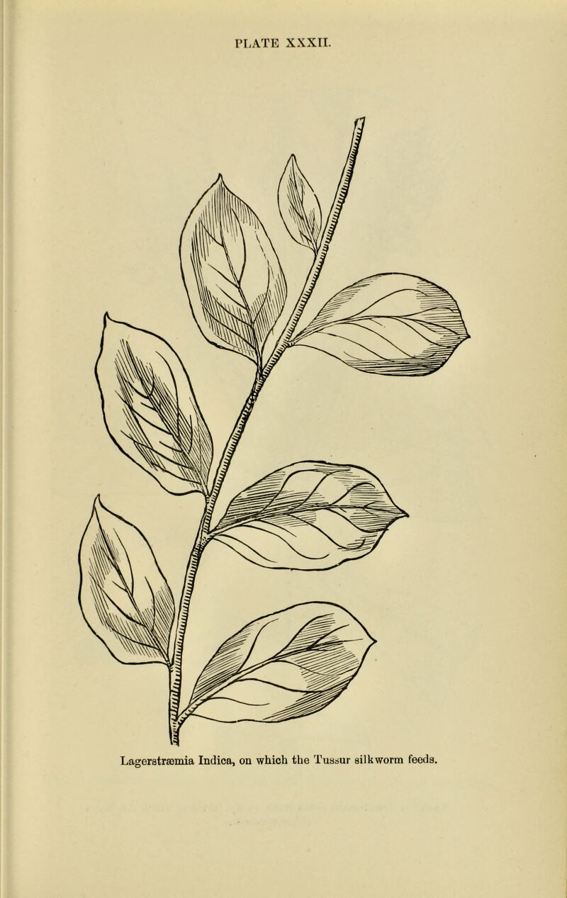 Lagerstrsomia Indica, on which the Tussur silkworm feeds.