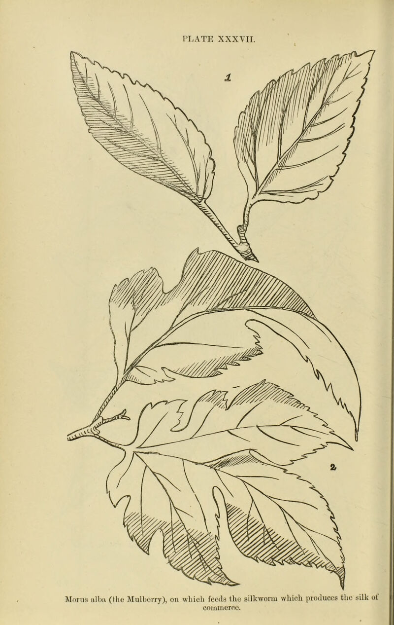 Moras alba ((ho Mulberry), on which feeds the silkworm which produces the silk oi commerce.