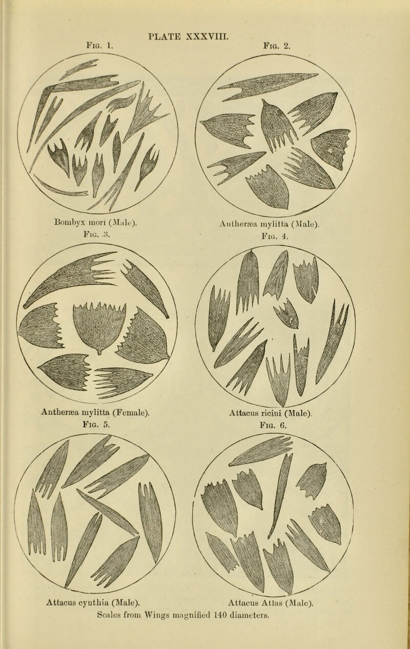 Fig. 2. Fig. 1. Bombyx mori (Mule). Fig. .8. Antlierooa mylitta (Male). Fig. 4. Antkersea mylitta (Female). Fig. 5. Attacus cyatkia (Male). Atiacus Atlas (Mule). Scales from Wings magnified 140 diameters.
