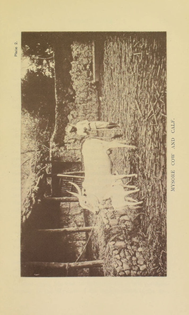 MYSORE COW AND CALF.