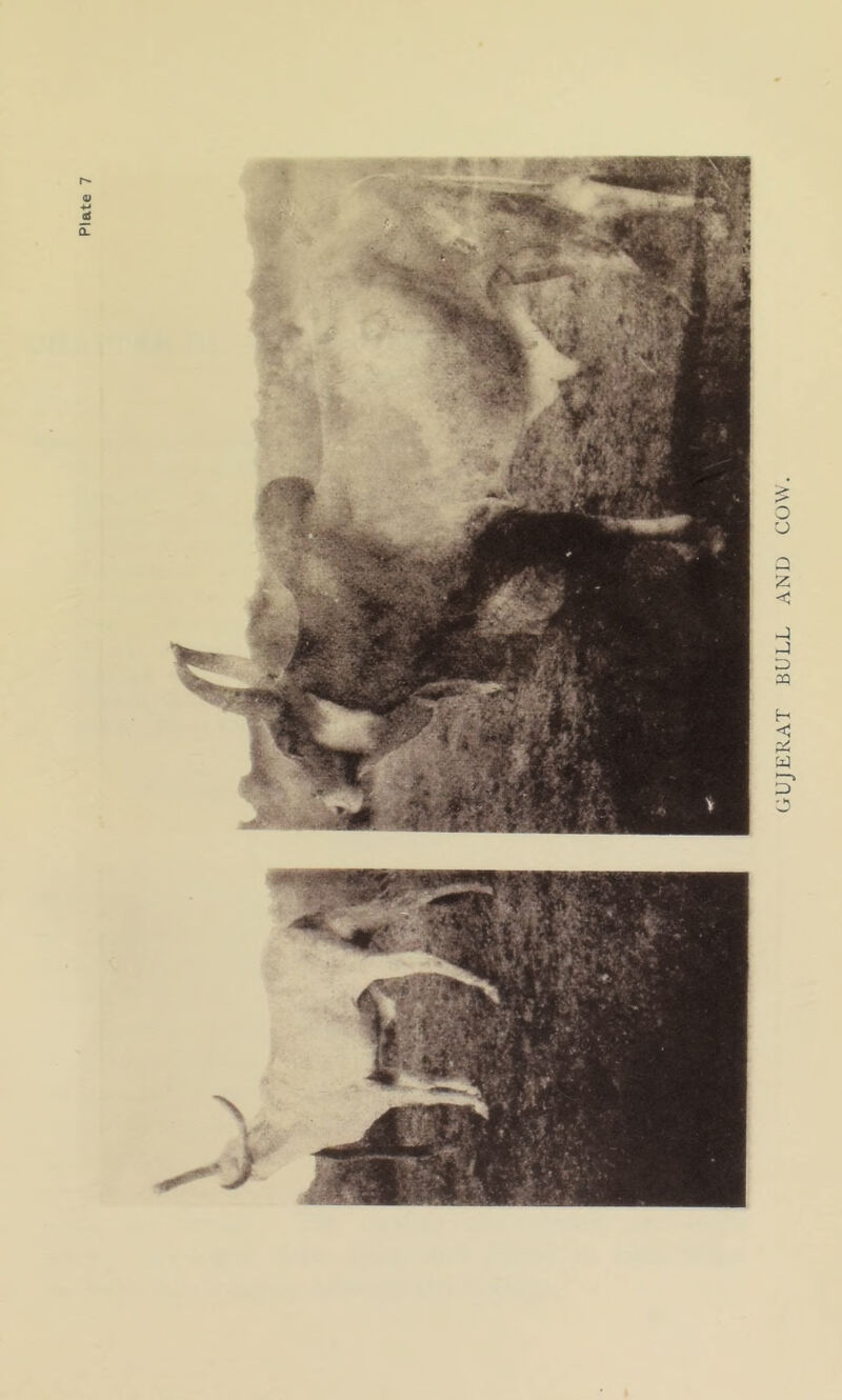 GUJERAT BULL AND COW.