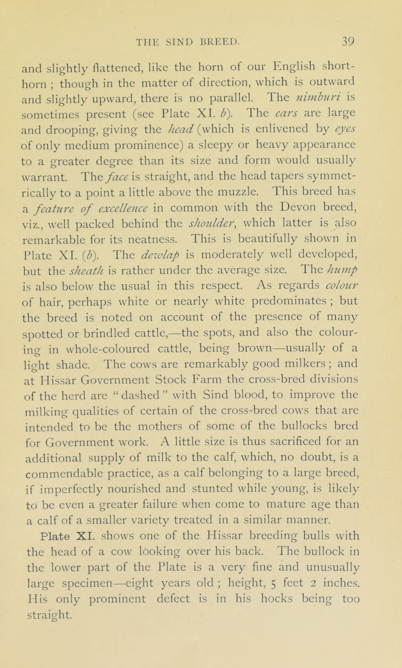 and slightly flattened, like the horn of our English short- horn ; though in the matter of direction, which is outward and slightly upward, there is no parallel. The nimburi is sometimes present (see Plate XI. b). The ears are large and drooping, giving the head (which is enlivened by eyes of only medium prominence) a sleepy or heavy appearance to a greater degree than its size and form would usually warrant. The face is straight, and the head tapers symmet- rically to a point a little above the muzzle. This breed has a feature of excellence in common with the Devon breed, viz., well packed behind the shoulder, which latter is also remarkable for its neatness. This is beautifully shown in Plate XI. (U). The dewlap is moderately well developed, but the sheath is rather under the average size. The hump is also below the usual in this respect. As regards colour of hair, perhaps white or nearly white predominates ; but the breed is noted on account of the presence of many spotted or brindled cattle,—the spots, and also the colour- ing in whole-coloured cattle, being brown—usually of a light shade. The cows are remarkably good milkers; and at Plissar Government Stock Farm the cross-bred divisions of the herd arc “ dashed ” with Sind blood, to improve the milking qualities of certain of the cross-bred cows that are intended to be the mothers of some of the bullocks bred for Government work. A little size is thus sacrificed for an additional supply of milk to the calf, which, no doubt, is a commendable practice, as a calf belonging to a large breed, if imperfectly nourished and stunted while young, is likely to be even a greater failure when come to mature age than a calf of a smaller variety treated in a similar manner. Plate XI. shows one of the Idissar breeding bulls with the head of a cow looking over his back. The bullock in the lower part of the Plate is a very fine and unusually large specimen—eight years old ; height, 5 feet 2 inches. His only prominent defect is in his hocks being too straight.