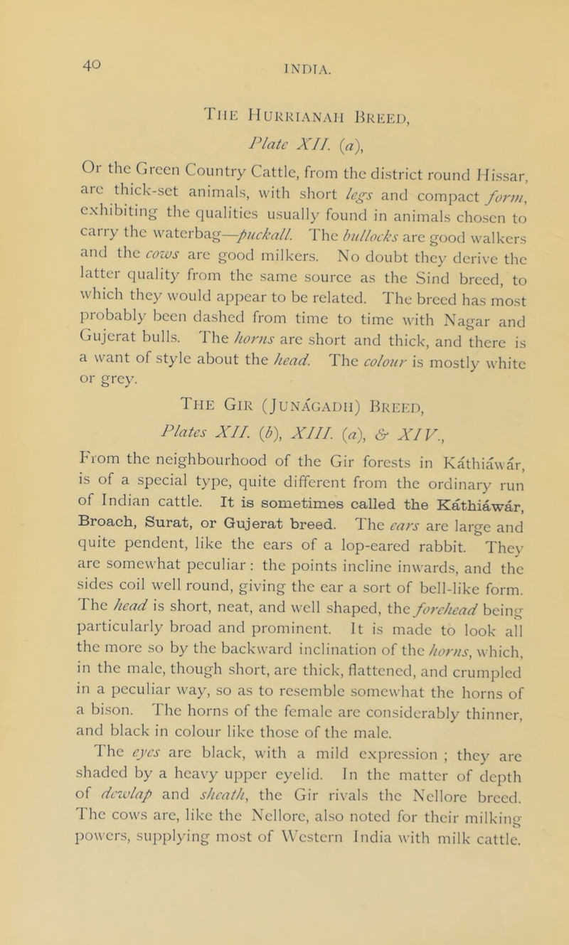 The Hurrianah Breed, Plate XII. (a), Oi the Gieen Country Cattle, from the district round Hissar, aie thick-set animals, with short legs and compact form, exhibiting the qualities usually found in animals chosen to cany the waterbag—-puckall. 1 lie bullocks are good walkers and the cows are good milkers. No doubt they derive the latter quality from the same source as the Sind breed, to which they would appear to be related. The breed has most probably been dashed from time to time with Nagar and Gujerat bulls. The horns are short and thick, and there is a want of style about the head. The colour is mostly white or grey. The Gir (Junagadh) Breed, Plates XII. (b), XIII. (a), cT XIV., From the neighbourhood of the Gir forests in Kathiawar, is of a special type, quite different from the ordinary run of Indian cattle. It is sometimes called the Kathiawar, Broach, Surat, or Gujerat breed, d he ears arc large and quite pendent, like the ears of a lop-eared rabbit. They are somewhat peculiar: the points incline inwards, and the sides coil well round, giving the ear a sort of bell-like form. The head is short, neat, and well shaped, the forehead being particularly broad and prominent. It is made to look all the more so by the backward inclination of the horns, which, in the male, though short, are thick, flattened, and crumpled in a peculiar way, so as to resemble somewhat the horns of a bison. The horns of the female are considerably thinner, and black in colour like those of the male. The eyes are black, with a mild expression ; they arc shaded by a heavy upper eyelid. In the matter of depth of dewlap and sheath, the Gir rivals the Ncllorc breed. The cows are, like the Ncllorc, also noted for their milkino- o powers, supplying most of Western India with milk cattle.