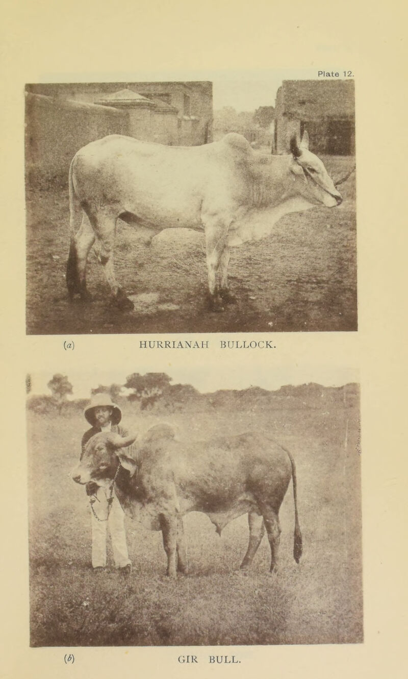 {a) HURRIANAH BULLOCK. GIR BULL MW