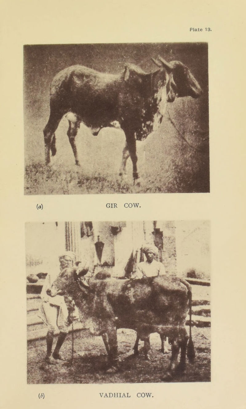 (*) VADHIAL COW