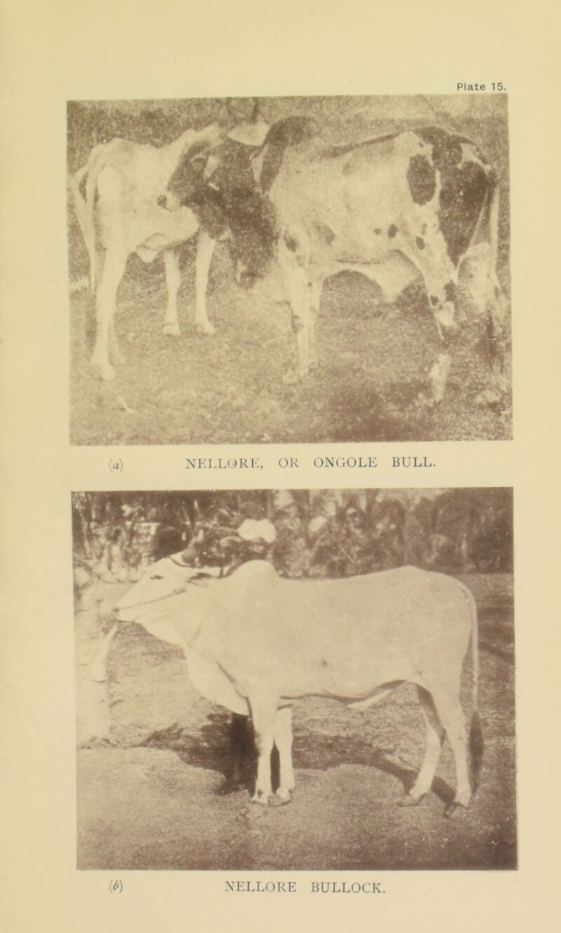 a) NELLORE, OR ONGOLE BULL. NELLORE BULLOCK.