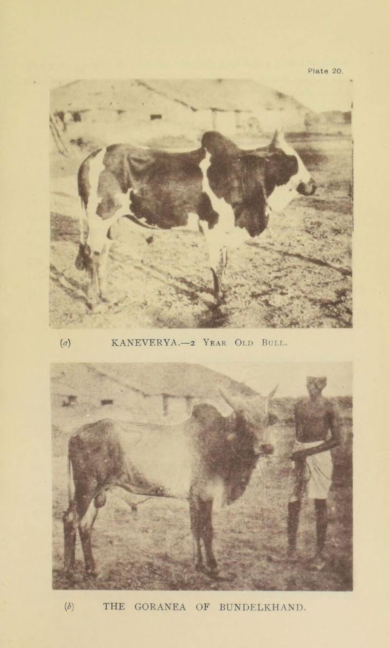 m X (<?) K ANEVF.R YA.—2 Year Old Bull. THE GORANEA OF BUNDELKHAND