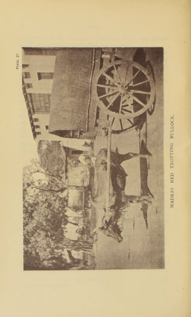 Plate 21- MADRAS RED TROTTING BULLOCK.