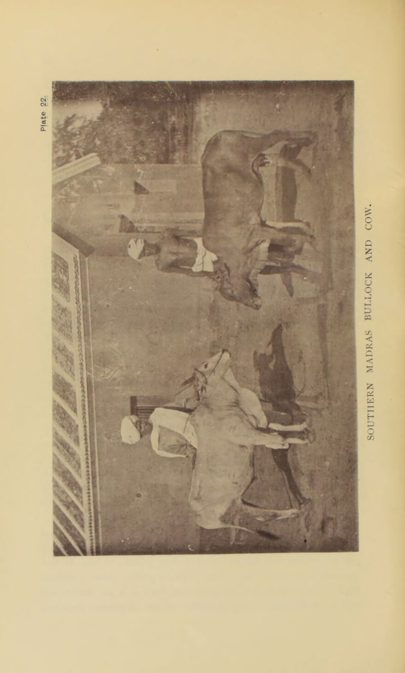 SOUTHERN MADRAS BULLOCK AND COW.