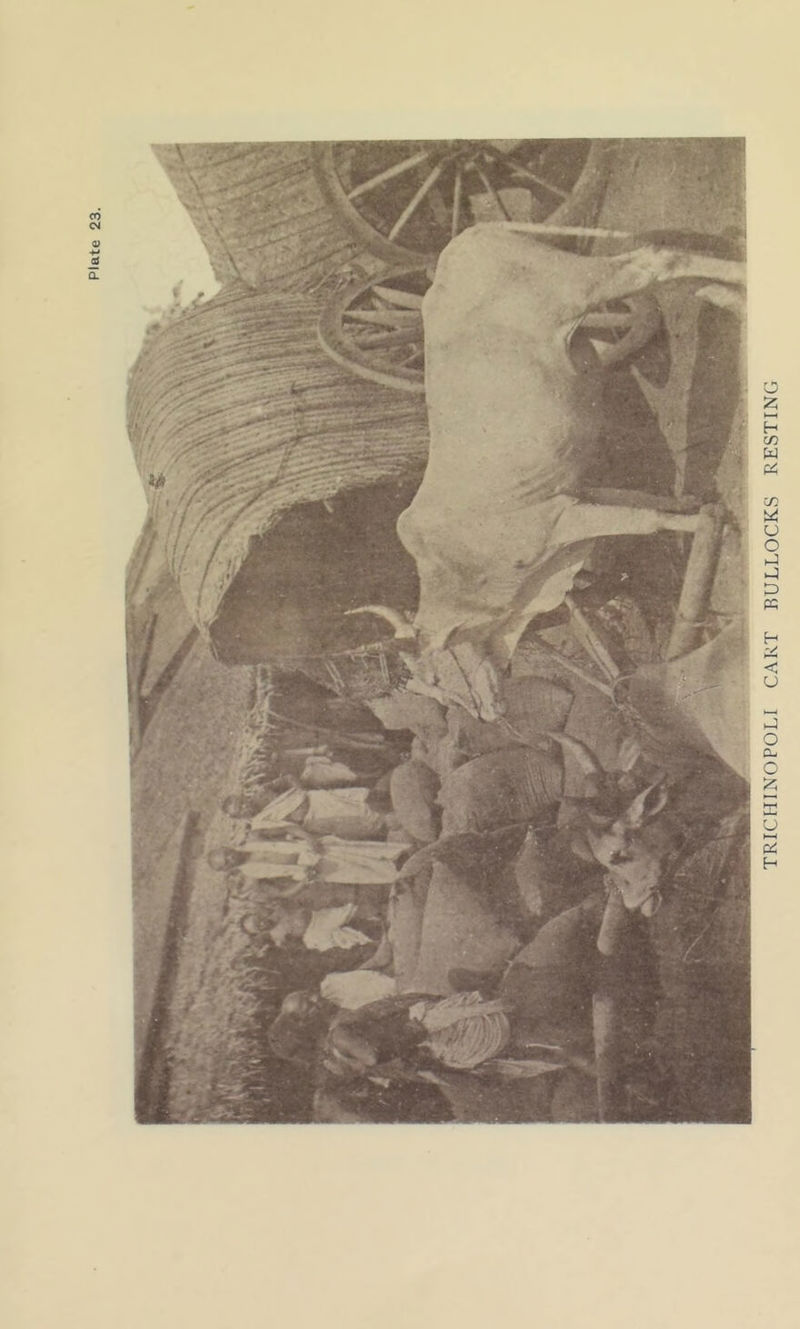 TRICHINOPOLI CART BULLOCKS RESTING