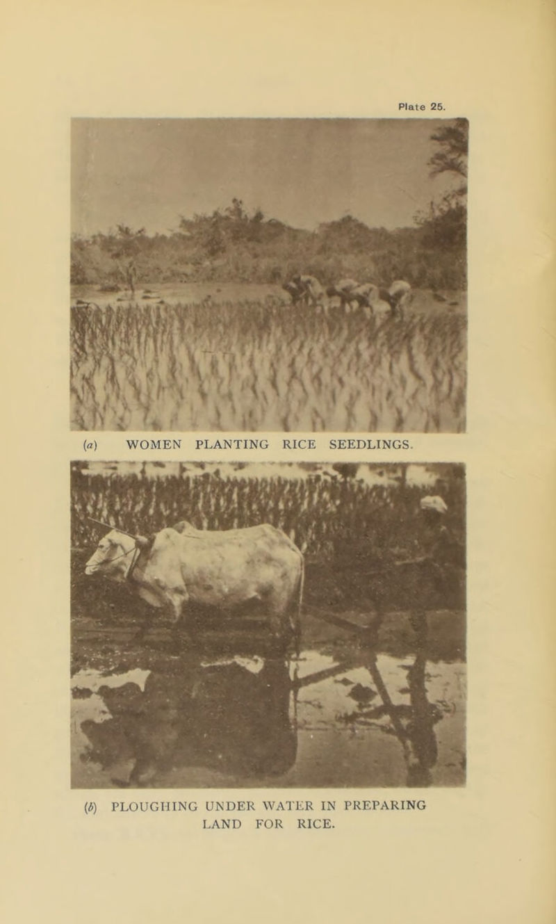 (a) WOMEN PLANTING RICE SEEDLINGS. (6) PLOUGHING UNDER WATER IN PREPARING LAND FOR RICE.