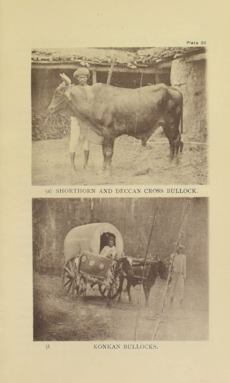 i*UM KONKAN BULLOCKS.