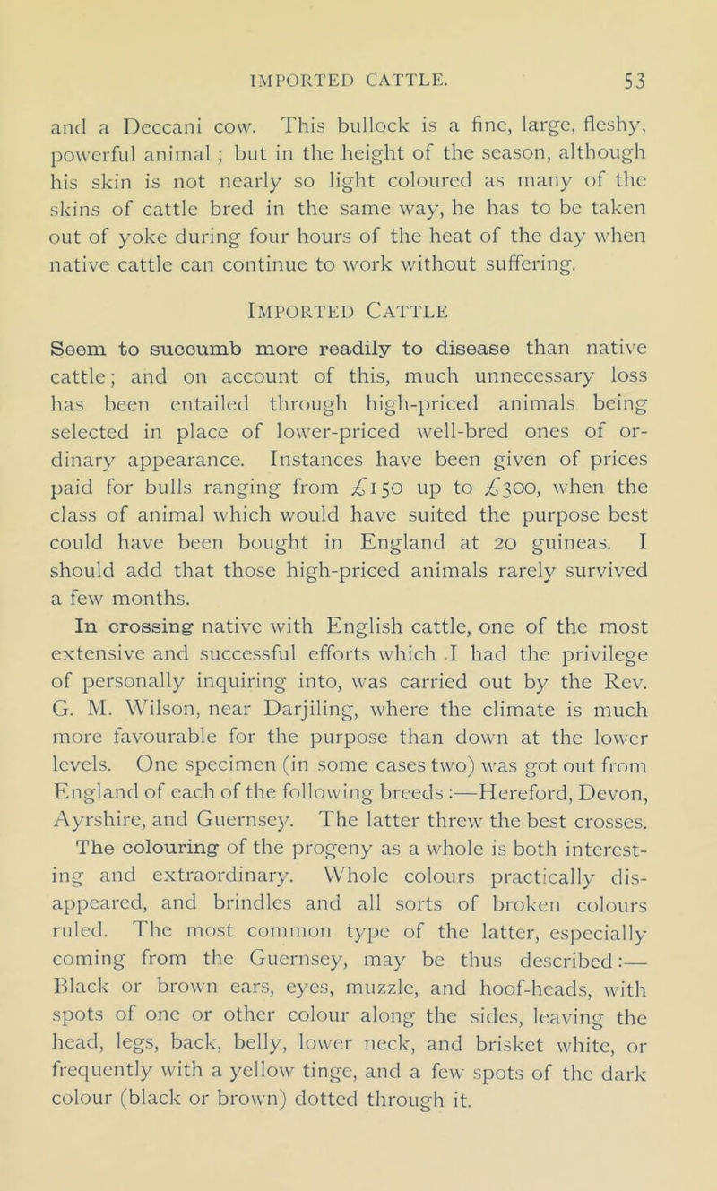 and a Deccani cow. This bullock is a fine, large, fleshy, powerful animal ; but in the height of the season, although his skin is not nearly so light coloured as many of the skins of cattle bred in the same way, he has to be taken out of yoke during four hours of the heat of the day when native cattle can continue to work without suffering. Imported Cattle Seem to succumb more readily to disease than native cattle; and on account of this, much unnecessary loss has been entailed through high-priced animals being selected in place of lower-priced well-bred ones of or- dinary appearance. Instances have been given of prices paid for bulls ranging from £150 up to £300, when the class of animal which would have suited the purpose best could have been bought in England at 20 guineas. I should add that those high-priced animals rarely survived a few months. In crossing native with English cattle, one of the most extensive and successful efforts which I had the privilege of personally inquiring into, was carried out by the Rev. G. M. Wilson, near Darjiling, where the climate is much more favourable for the purpose than down at the lower levels. One specimen (in some cases two) was got out from England of each of the following breeds :—Hereford, Devon, Ayrshire, and Guernsey. The latter threw the best crosses. The colouring of the progeny as a whole is both interest- ing and extraordinary. Whole colours practically dis- appeared, and brindles and all sorts of broken colours ruled. The most common type of the latter, especially coming from the Guernsey, may be thus described:— Black or brown ears, eyes, muzzle, and hoof-heads, with spots of one or other colour along the sides, leaving the head, legs, back, belly, lower neck, and brisket white, or frequently with a yellow tinge, and a few spots of the dark colour (black or brown) dotted through it.