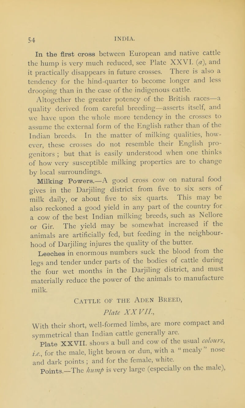 In the first cross between European and native cattle the hump is very much reduced, see Plate XXVI. (tf), and it practically disappears in future crosses. There is also a tendency for the hind-quarter to become longer and less drooping than in the case of the indigenous cattle. Altogether the greater potency of the British races—a quality derived from careful breeding—asserts itself, and we have upon the whole more tendency in the crosses to assume the external form of the English rather than of the Indian breeds. In the matter of milking qualities, how- ever, these crosses do not resemble their English pro- genitors ; but that is casilv understood when one thinks of how very susceptible milking properties are to change by local surroundings. Milking Powers.—A good cross cow on natural food gives in the Darjiling district from five to six sers of milk daily, or about five to six quarts. This may be also reckoned a good yield in any part of the counti) for a cow of the best Indian milking breeds, such as Nellore or Gir. The yield may be somewhat increased if the animals are artificially fed, but feeding in the neighbour- hood of Darjiling injures the quality of the butter. Leeches in enormous numbers suck the blood from the legs and tender under parts of the bodies of cattle during the four wet months in the Darjiling district, and must materially reduce the power of the animals to manufacture milk. Cattle of the Aden Breed, Plate XX VII., With their short, well-formed limbs, arc more compact and symmetrical than Indian cattle generally arc. Plate XXVII. shows a bull and cow of the usual colours, i.e., for the male, light brown or dun, with a “ mealy ’ nose and dark points ; and for the female, white. Points.—The hump is very large (especially on the male),