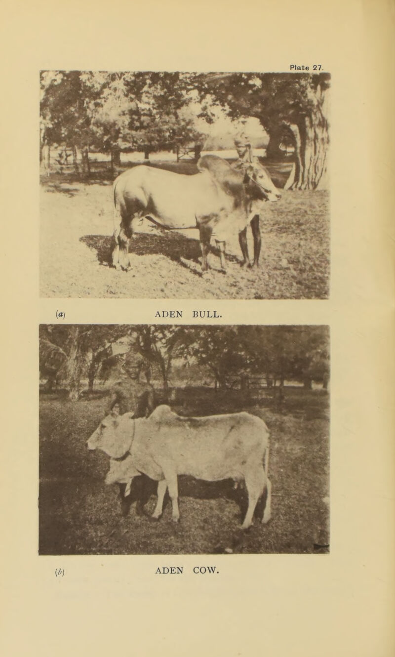 (a) ADEN BULL. (/') ADEN COW.