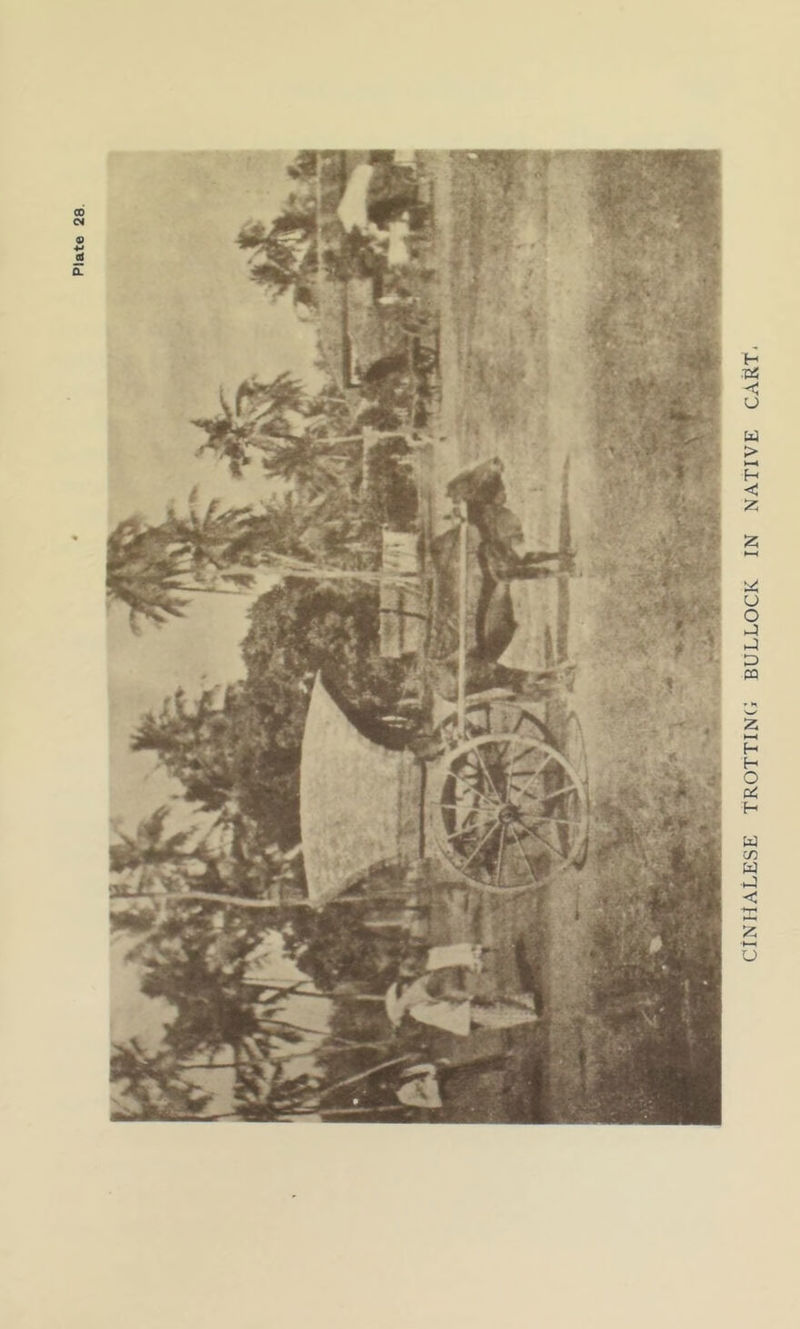 Plate 28. CINGALESE TROTTING BULLOCK IN NATIVE CART-