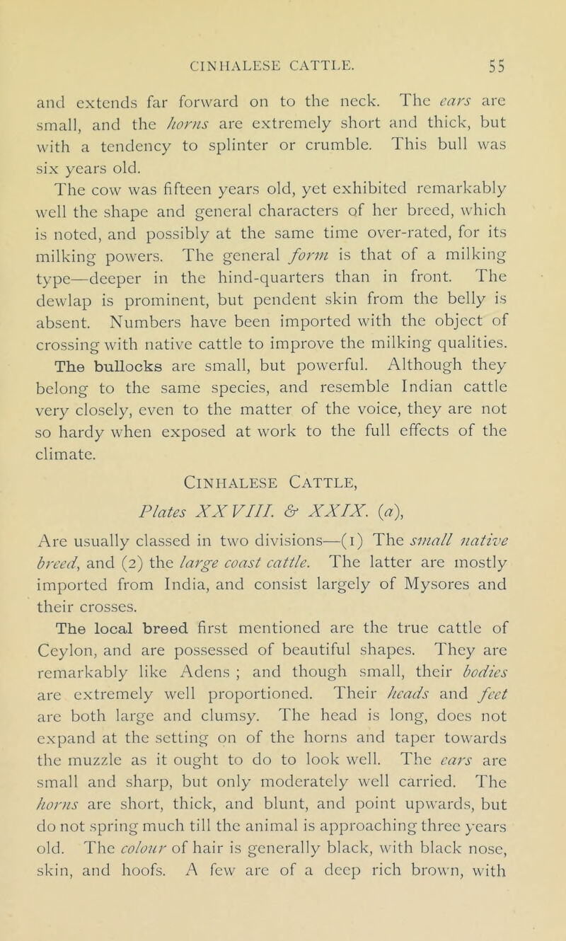 and extends far forward on to the neck. The ears are small, and the horns are extremely short and thick, but with a tendency to splinter or crumble. This bull was six years old. The cow was fifteen years old, yet exhibited remarkably well the shape and general characters of her breed, which is noted, and possibly at the same time over-rated, for its milking powers. The general form is that of a milking type—deeper in the hind-quarters than in front. The dewlap is prominent, but pendent skin from the belly is absent. Numbers have been imported with the object of crossing with native cattle to improve the milking qualities. The bullocks are small, but powerful. Although they belong to the same species, and resemble Indian cattle very closely, even to the matter of the voice, they are not so hardy when exposed at work to the full effects of the climate. Cinhalese Cattle, Plates XX VIII. & XXIX. (a), Are usually classed in two divisions-—(i) The small native breed, and (2) the large coast cattle. The latter are mostly imported from India, and consist largely of Mysores and their crosses. The local breed first mentioned are the true cattle of Ceylon, and are possessed of beautiful shapes. They arc remarkably like Adcns ; and though small, their bodies are extremely well proportioned. Their heads and feet are both large and clumsy. The head is long, does not expand at the setting on of the horns and taper towards the muzzle as it ought to do to look well. The cars are small and sharp, but only moderately well carried. The horns are short, thick, and blunt, and point upwards, but do not spring much till the animal is approaching three years old. The colour of hair is generally black, with black nose, skin, and hoofs. A few are of a deep rich brown, with