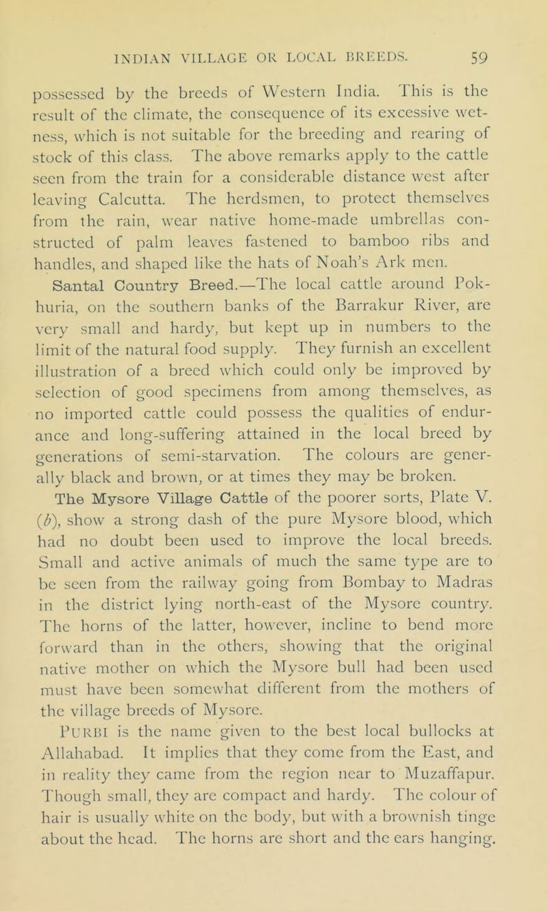 possessed by the breeds of Western India. I his is the result of the climate, the consequence of its excessive wet- ness, which is not suitable for the breeding and rearing of stock of this class. The above remarks apply to the cattle seen from the train for a considerable distance west after leaving Calcutta. The herdsmen, to protect themselves from the rain, wear native home-made umbrellas con- structed of palm leaves fastened to bamboo ribs and handles, and shaped like the hats of Noah’s Ark men. Santal Country Breed.—The local cattle around Pok- huria, on the southern banks of the Barrakur River, are very small and hardy, but kept up in numbers to the limit of the natural food supply. They furnish an excellent illustration of a breed which could only be improved by selection of good specimens from among themselves, as no imported cattle could possess the qualities of endur- ance and long-suffering attained in the local breed by generations of semi-starvation. The colours are gener- ally black and brown, or at times they may be broken. The Mysore Village Cattle of the poorer sorts, Plate V. (£), show a strong dash of the pure Mysore blood, which had no doubt been used to improve the local breeds. Small and active animals of much the same type arc to be seen from the railway going from Bombay to Madras in the district lying north-east of the Mysore country. The horns of the latter, however, incline to bend more forward than in the others, showing that the original native mother on which the Mysore bull had been used must have been somewhat different from the mothers of the village breeds of Mysore. PURBI is the name given to the best local bullocks at Allahabad. It implies that they come from the East, and in reality they came from the region near to Muzaffapur. Though small, they are compact and hardy. The colour of hair is usually white on the body, but with a brownish tinge about the head. The horns are short and the ears hanging.