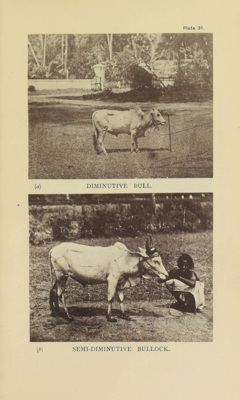 (£) SEMI-DIMINUTIVE BULLOCK.