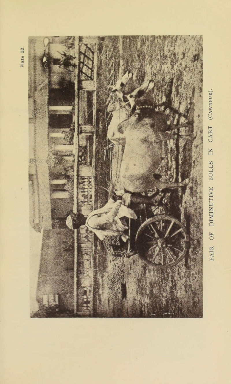 PAIR OF DIMINUTIVE BULLS IN CART (Cawnpur).