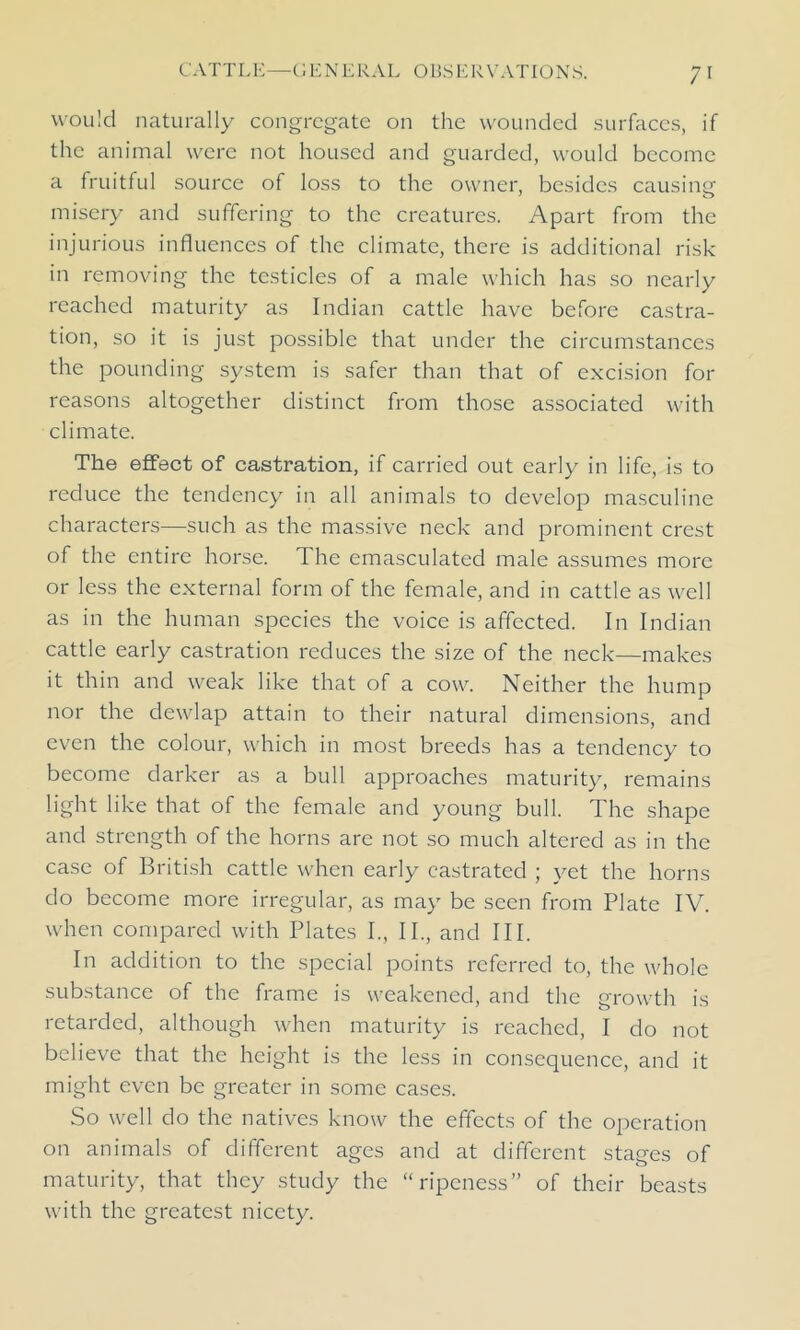 would naturally congregate on the wounded surfaces, if the animal were not housed and guarded, would become a fruitful source of loss to the owner, besides causing misery and suffering to the creatures. Apart from the injurious influences of the climate, there is additional risk in removing the testicles of a male which has so nearly reached maturity as Indian cattle have before castra- tion, so it is just possible that under the circumstances the pounding system is safer than that of excision for reasons altogether distinct from those associated with climate. The effect of castration, if carried out early in life, is to reduce the tendency in all animals to develop masculine characters—such as the massive neck and prominent crest of the entire horse. The emasculated male assumes more or less the external form of the female, and in cattle as well as in the human species the voice is affected. In Indian cattle early castration reduces the size of the neck—makes it thin and weak like that of a cow. Neither the hump nor the dewlap attain to their natural dimensions, and even the colour, which in most breeds has a tendency to become darker as a bull approaches maturity, remains light like that of the female and young bull. The shape and strength of the horns are not so much altered as in the case of British cattle when early castrated ; yet the horns do become more irregular, as may be seen from Plate IV. when compared with Plates I., II., and III. In addition to the special points referred to, the whole substance of the frame is weakened, and the growth is retarded, although when maturity is reached, I do not believe that the height is the less in consequence, and it might even be greater in some cases. So well do the natives know the effects of the operation on animals of different ages and at different stages of maturity, that they study the “ripeness” of their beasts with the greatest nicety.