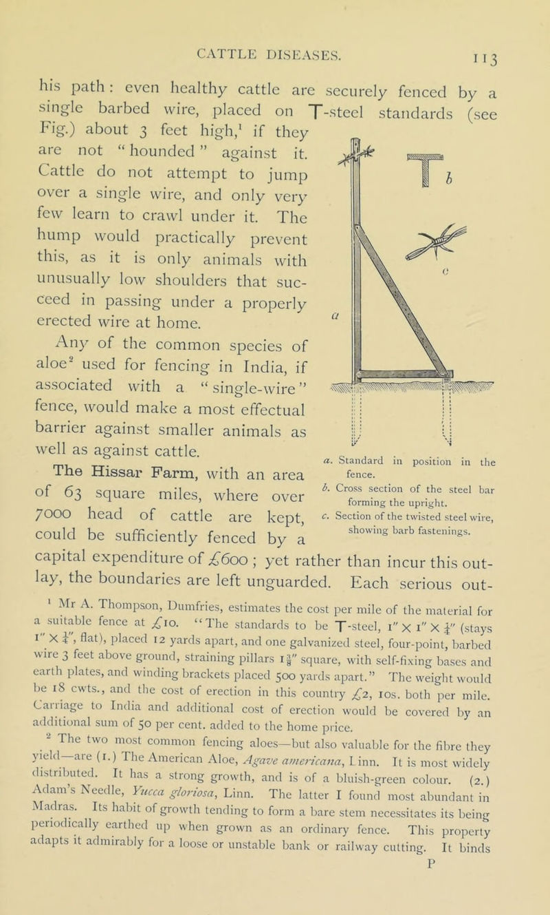 (see 113 his path: even healthy cattle are securely fenced by a single barbed wire, placed on T-steel standards Fig.) about 3 feet high,1 if they are not “ hounded ” against it. Cattle do not attempt to jump over a single wire, and only very few learn to crawl under it. The hump would practically prevent this, as it is only animals with unusually low shoulders that suc- ceed in passing under a properly erected wire at home. Any of the common species of aloe2 used for fencing in India, if associated with a “ single-wire ” fence, would make a most effectual barrier against smaller animals as well as against cattle. The Hissar Farm, with an area of 63 square miles, where over 7000 head of cattle are kept, could be sufficiently fenced by a capital expenditure of £600 ; yet rather than incur this out- lay, the boundaries are left unguarded. Each serious out- 1 Mr A. Thompson, Dumfries, estimates the cost per mile of the material for a suitable fence at ^io. “The standards to be T-steel, i X 1 X j (stays 1 Xh ^atl> placed 12 yards apart, and one galvanized steel, four-point, barbed wire 3 feet above ground, straining pillars if square, with self-fixing bases and earth plates, and winding brackets placed 500 yards apart. ” The weight would be iS cwts., and the cost of erection in this country £2, 10s. both per mile. Caiiiage to India and additional cost of erection would be covered by an additional sum of 50 per cent, added to the home price. 2 The two most common fencing aloes-but also valuable for the fibre they yiehl aie (r.) The American Aloe, Agave americana, Linn. It is most widely distributed. It has a strong growth, and is of a bluish-green colour. (2.) Adam’s Needle, Yucca gloriosa, Linn. The latter I found most abundant in Madras. Its habit of growth tending to form a bare stem necessitates its being periodically earthed up when grown as an ordinary fence. This property adapts it admirably for a loose or unstable bank or railway cutting. It binds P a. Standard in position in the fence. b. Cross section of the steel bar forming the upright. c. Section of the twisted steel wire, showing barb fastenings.