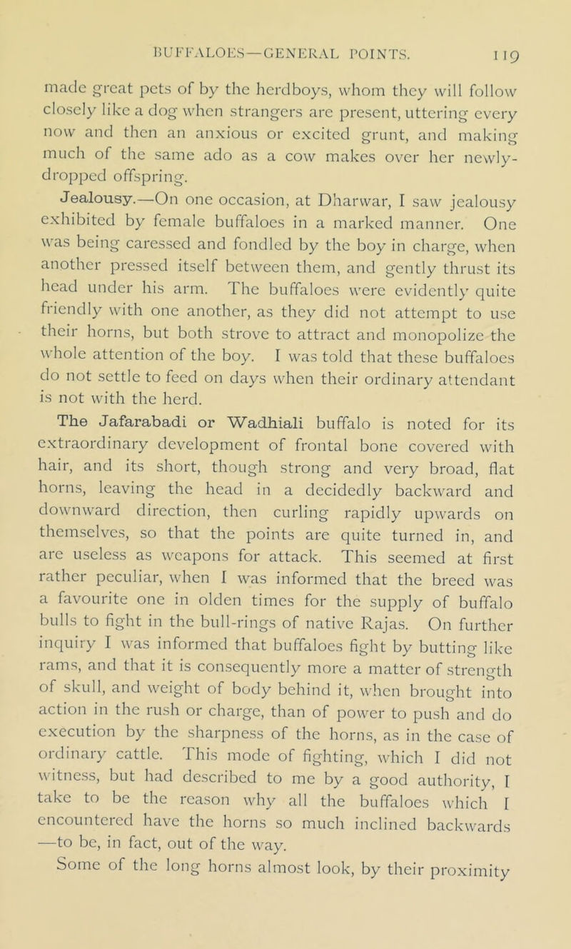 i IQ made great pets of by the herdboys, whom they will follow closely like a dog when strangers are present, uttering every now and then an anxious or excited grunt, and making much of the same ado as a cow makes over her newly- dropped offspring. Jealousy.—On one occasion, at Dhanvar, I saw jealousy exhibited by female buffaloes in a marked manner. One was being caressed and fondled by the boy in charge, when another pressed itself between them, and gently thrust its head under his arm. The buffaloes were evidently quite friendly with one another, as they did not attempt to use their horns, but both strove to attract and monopolize the whole attention of the boy. I was told that these buffaloes do not settle to feed on days when their ordinary attendant is not with the herd. The Jafarabadi or Wadhiali buffalo is noted for its extraordinary development of frontal bone covered with hair, and its short, though strong and very broad, flat horns, leaving the head in a decidedly backward and downward direction, then curling rapidly upwards on themselves, so that the points are quite turned in, and are useless as weapons for attack. This seemed at first rather peculiar, when I was informed that the breed was a favourite one in olden times for the supply of buffalo bulls to fight in the bull-rings of native Rajas. On further inquiry I was informed that buffaloes fight by butting like rams, and that it is consequently more a matter of strength of skull, and weight of body behind it, when brought into action in the rush or charge, than of power to push and do execution by the sharpness of the horns, as in the case of ordinary cattle. This mode of fighting, which I did not witness, but had described to me by a good authority, I take to be the reason why all the buffaloes which I encountered have the horns so much inclined backwards •—to be, in fact, out of the way. Some of the long horns almost look, by their proximity