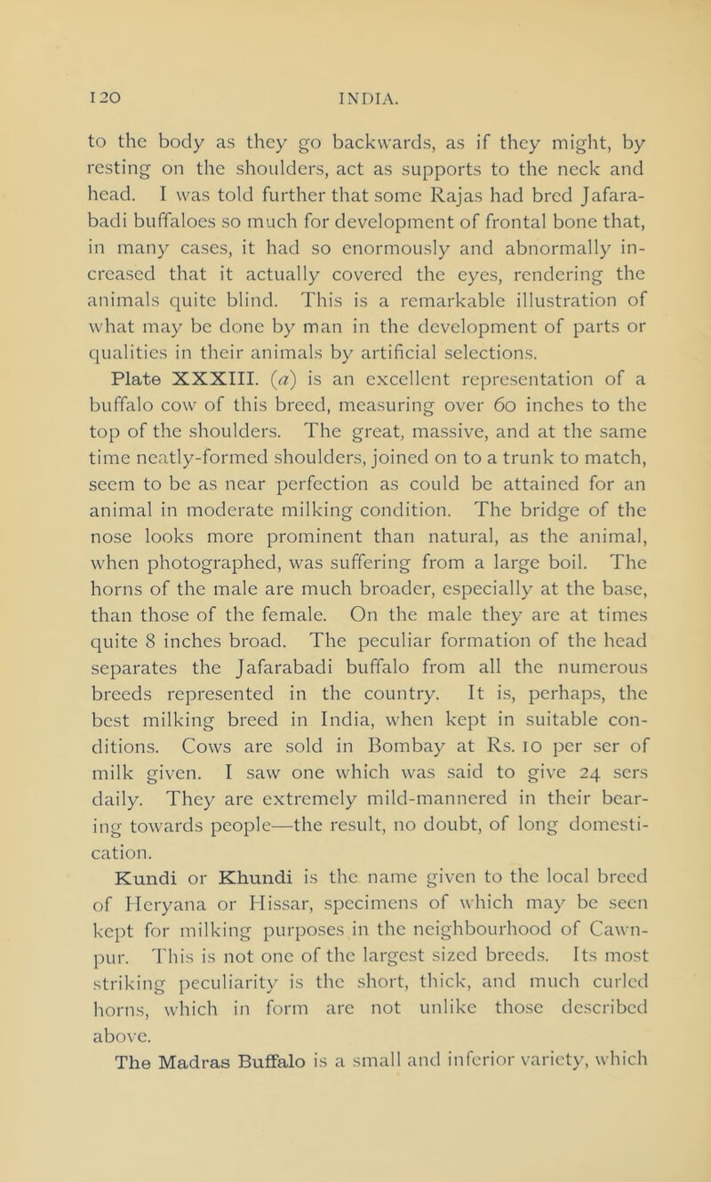 to the body as they go backwards, as if they might, by resting on the shoulders, act as supports to the neck and head. I was told further that some Rajas had bred Jafara- badi buffaloes so much for development of frontal bone that, in many cases, it had so enormously and abnormally in- creased that it actually covered the eyes, rendering the animals quite blind. This is a remarkable illustration of what may be done by man in the development of parts or qualities in their animals by artificial selections. Plate XXXIII. (a) is an excellent representation of a buffalo cow of this breed, measuring over 60 inches to the top of the shoulders. The great, massive, and at the same time neatly-formed shoulders, joined on to a trunk to match, seem to be as near perfection as could be attained for an animal in moderate milking condition. The bridge of the nose looks more prominent than natural, as the animal, when photographed, was suffering from a large boil. The horns of the male are much broader, especially at the base, than those of the female. On the male they are at times quite 8 inches broad. The peculiar formation of the head separates the Jafarabadi buffalo from all the numerous breeds represented in the country. It is, perhaps, the best milking breed in India, when kept in suitable con- ditions. Cows are sold in Bombay at Rs. io per ser of milk given. I saw one which was said to give 24 sers daily. They are extremely mild-mannered in their bear- ing towards people—the result, no doubt, of long domesti- cation. Kundi or Khundi is the name given to the local breed of Hcryana or Hissar, specimens of which may be seen kept for milking purposes in the neighbourhood of Cawn- pur. This is not one of the largest sized breeds. Its most striking peculiarity is the short, thick, and much curled horns, which in form are not unlike those described above. The Madras Buffalo is a small and inferior variety, which