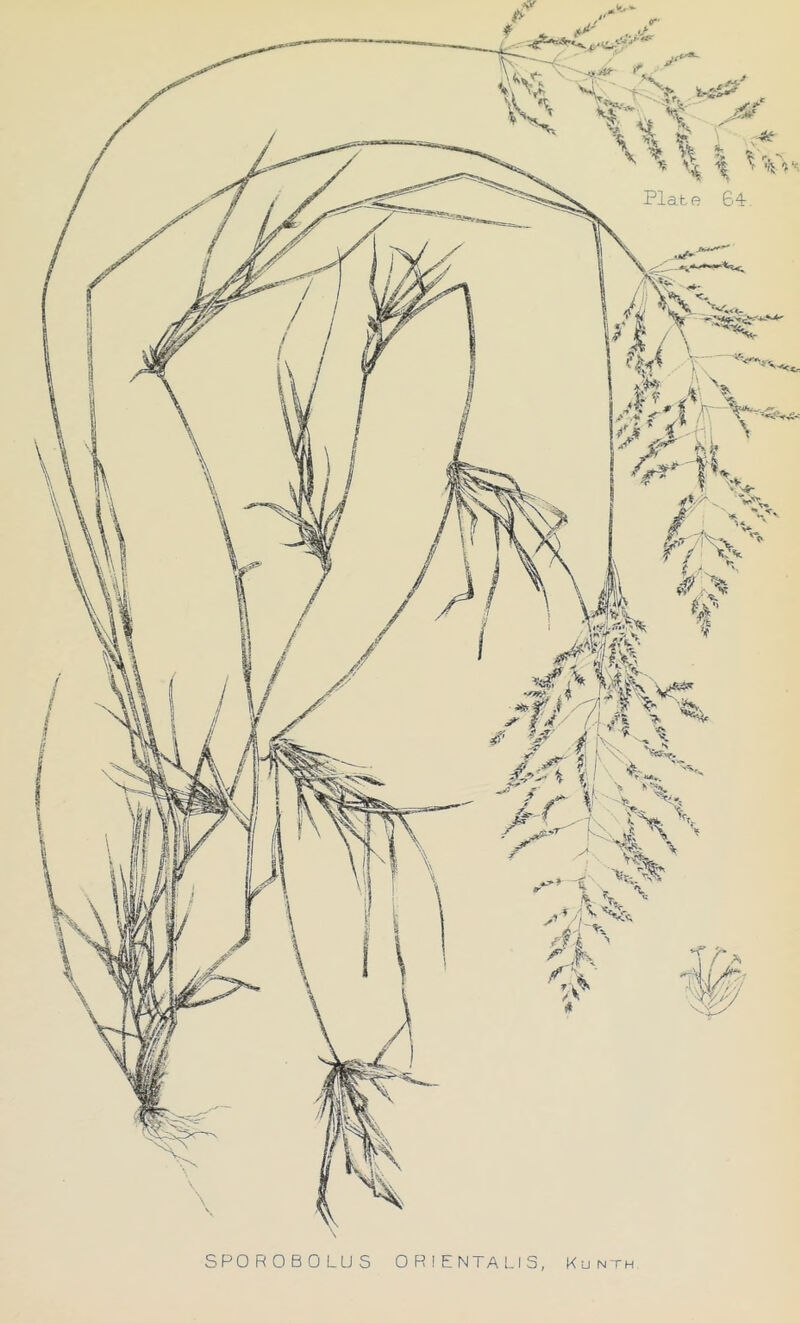 SPOROBOLUS ORIENTAL IS, Kunth