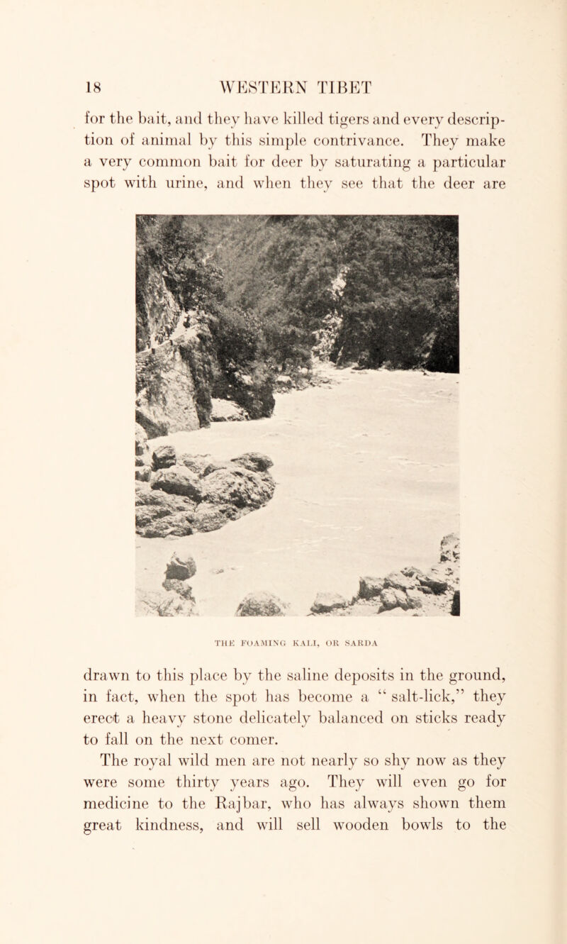 for the bait, and they have killed tigers and every descrip- tion of animal by this simple contrivance. They make a very common bait for deer by saturating a particular spot with urine, and when they see that the deer are THE FOAMING KALI, OR SARDA drawn to this place by the saline deposits in the ground, in fact, when the spot has become a “ salt-lick,” they erect a heavy stone delicately balanced on sticks ready to fall on the next comer. The royal wild men are not nearly so shy now as they were some thirty years ago. They will even go for medicine to the Raj bar, who has always shown them great kindness, and will sell wooden bowls to the