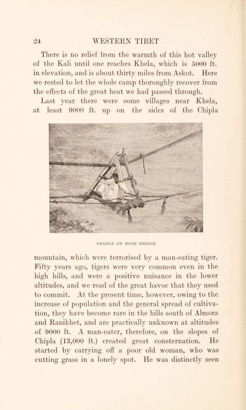 There is no relief from the warmth of this hot valley of the Kali until one reaches Khela, which is 5000 ft. in elevation, and is about thirty miles from Askot. Here we rested to let the whole camp thoroughly recover from the effects of the great heat we had passed through. Last year there were some villages near Khela, at least 9000 ft, up on the sides of the Chipla CRADLE ON ROPE BRIDGE mountain, which were terrorised by a man-eating tiger. Fifty years ago, tigers were very common even in the high hills, and were a positive nuisance in the lower altitudes, and we read of the great havoc that they used to commit. At the present time, however, owing to the increase of population and the general spread of cultiva- tion, they have become rare in the hills south of Almora and Ranikhet, and are practically unknown at altitudes of 9000 ft. A man-eater, therefore, on the slopes of Chipla (13,000 ft.) created great consternation. He started by carrying off a poor old woman, who was cutting grass in a lonely spot. He was distinctly seen