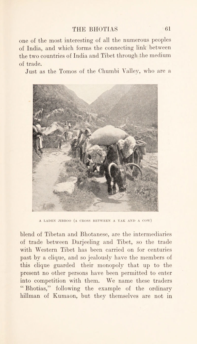 one of the most interesting of all the numerous peoples of India, and which forms the connecting link between the two countries of India and Tibet through the medium of trade. Just as the Tomos of the Chumbi Valley, who are a A LADEN JIBBOO (A CROSS BETWEEN A YAK AND A COW) blend of Tibetan and Bhotanese, are the intermediaries of trade between Darjeeling and Tibet, so the trade with Western Tibet has been carried on for centuries past by a clique, and so jealously have the members of this clique guarded their monopoly that up to the present no other persons have been permitted to enter into competition with them.. We name these traders “ Bhotias,” following the example of the ordinary hillman of Kumaon, but they themselves are not in