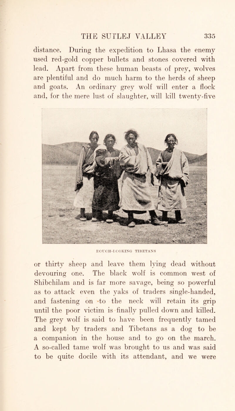 distance. During the expedition to Lhasa the enemy used red-gold copper bullets and stones covered with lead. Apart from these human beasts of prey, wolves are plentiful and do much harm to the herds of sheep and goats. An ordinary grey wolf will enter a flock and, for the mere lust of slaughter, will kill twenty-five EOUCH-LCOKING TIBETANS or thirty sheep and leave them lying dead without devouring one. The black wolf is common west of Shibchilam and is far more savage, being so powerful as to attack even the yaks of traders single-handed, and fastening on to the neck will retain its grip until the poor victim is finally pulled down and killed. The grey wolf is said to have been frequently tamed and kept by traders and Tibetans as a dog to be a companion in the house and to go on the march. A so-called tame wolf was brought to us and was said to be quite docile with its attendant, and we were