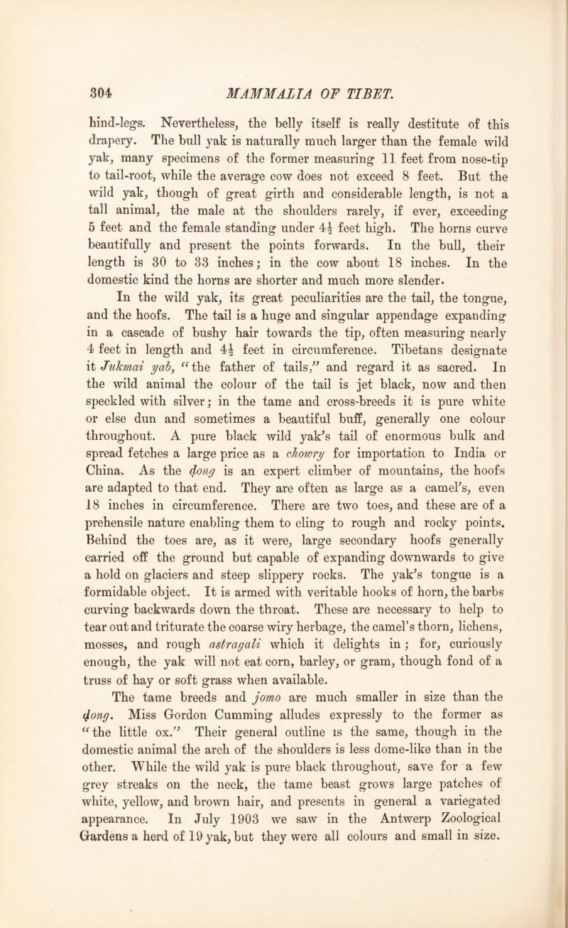 hind-legs. Nevertheless^ the belly itself is really destitute of this drapery. The bull yak is naturally much larger than the female wild yak; many specimens of the former measuring 11 feet from nose-tip to tail-root, while the average cow does not exceed 8 feet. But the wild yak, though of great girth and considerable length, is not a tall animal, the male at the shoulders rarely, if ever, exceeding 5 feet and the female standing under 44 feet high. The horns curve beautifully and present the points forwards. In the bull, their length is 30 to 33 inches; in the cow about 18 inches. In the domestic kind the horns are shorter and much more slender. In the wild yak, its great peculiarities are the tail, the tongue, and the hoofs. The tail is a huge and singular appendage expanding in a cascade of bushy hair towards the tip, often measuring nearly 4 feet in length and 44 feet in circumference. Tibetans designate it Jukmai yah, ^^the father of tails,and regard it as sacred. In the wild animal the colour of the tail is jet black, now and then speckled with silver; in the tame and cross-breeds it is pure white or else dun and sometimes a beautiful buff, generally one colour throughout. A pure black wild yak^s tail of enormous bulk and spread fetches a large price as a cliowry for importation to India or China. As the dong is an expert climber of mountains, the hoofs are adapted to that end. They are often as large as a camehs, even 18 inches in circumference. There are two toes, and these are of a prehensile nature enabling them to cling to rough and rocky points. Behind the toes are, as it were, large secondary hoofs generally carried off the ground but capable of expanding downwards to give a hold on glaciers and steep slippery rocks. The yak^s tongue is a formidable object. It is armed with veritable hooks of horn, the barbs curving backwards down the throat. These are necessary to help to tear out and triturate the coarse wiry herbage, the camel’s thorn, lichens, mosses, and rough astragali which it delights in; for, curiously enough, the yak will not eat corn, barley, or gram, though fond of a truss of hay or soft grass when available. The tame breeds and jomo are much smaller in size than the (long. Miss Gordon Gumming alludes expressly to the former as ^^the little ox.’^ Their general outline is the same, though in the domestic animal the arch of the shoulders is less dome-like than in the other. While the wild yak is pure black throughout, save for a few grey streaks on the neck, the tame beast grows large patches of white, yellow, and brown hair, and presents in general a variegated appearance. In July 1903 we saw in the Antwerp Zoological Gardens a herd of 19 yak, but they were all colours and small in size.