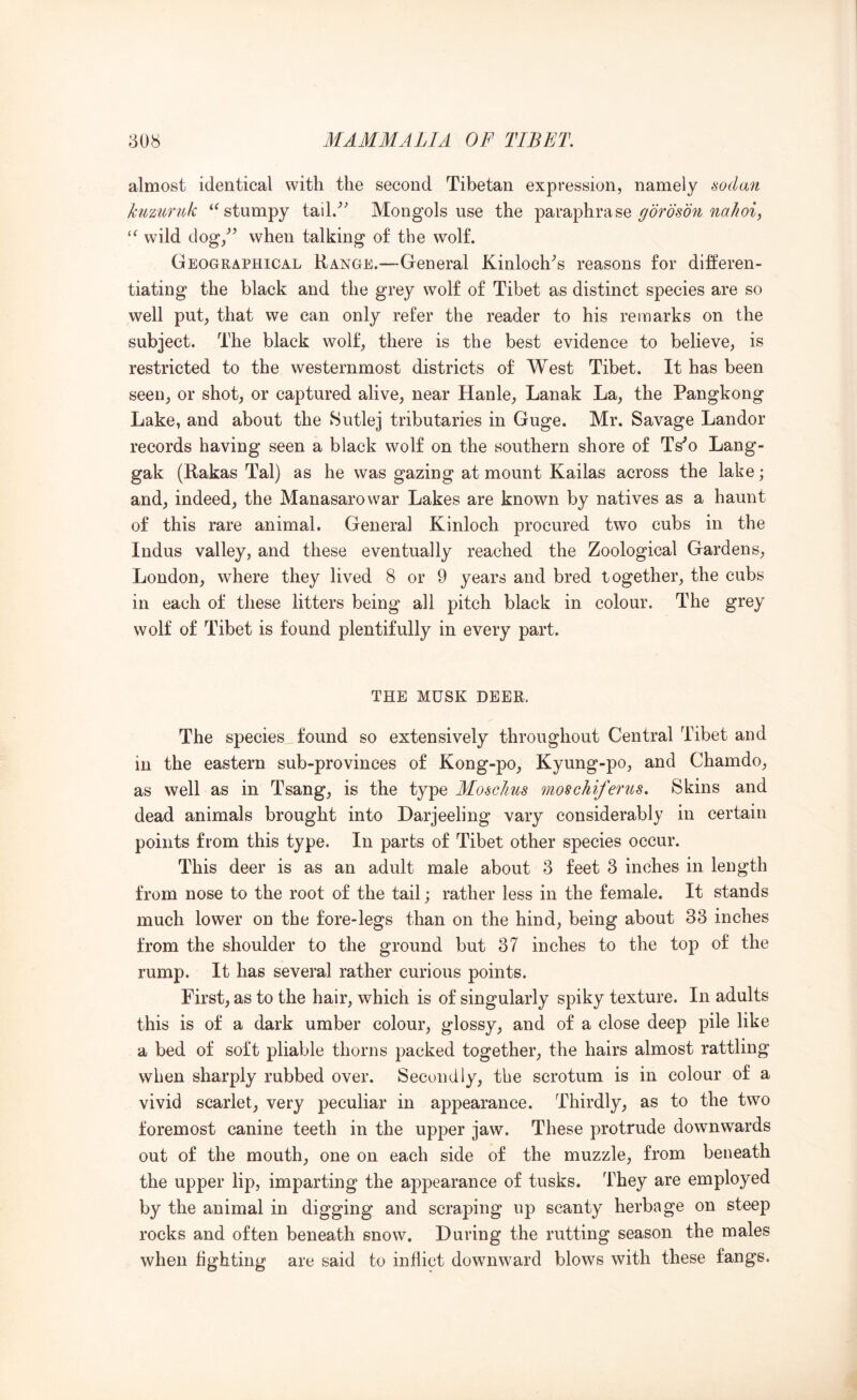 almost identical with the second Tibetan expression, namely sodan kumrtik ‘^stumpy tail/' Mongols use the paraphrase wild dog/’ when talking of the wolf. Geographical Range.—General Kinloch’s reasons for differen- tiating the black and the grey wolf of Tibet as distinct species are so well put, that we can only refer the reader to his remarks on the subject. The black wolf, there is the best evidence to believe, is restricted to the westernmost districts of West Tibet. It has been seen, or shot, or captured alive, near Hanle, Lanak La, the Pangkong Lake, and about the Sutlej tributaries in Guge. Mr. Savage Landor records having seen a black wolf on the southern shore of Ts’o Lang- gak (Rakas Tal) as he was gazing at mount Kailas across the lake; and, indeed, the Manasarowar Lakes are known by natives as a haunt of this rare animal. General Kinloch procured two cubs in the Indus valley, and these eventually reached the Zoological Gardens, London, where they lived 8 or 9 years and bred together, the cubs in each of these litters being all pitch black in colour. The grey wolf of Tibet is found plentifully in every part. THE MUSK DEER. The species found so extensively throughout Central Tibet and in the eastern sub-provinces of Kong-po, Kyung-po, and Chamdo, as well as in Tsang, is the type Moschus moschiferus. Skins and dead animals brought into Darjeeling vary considerably in certain points from this type. In parts of Tibet other species occur. This deer is as an adult male about 3 feet 3 inches in length from nose to the root of the tail; rather less in the female. It stands much lower on the fore-legs than on the hind, being about 33 inches from the shoulder to the ground but 37 inches to the top of the rump. It has several rather curious points. First, as to the hair, which is of singularly spiky texture. In adults this is of a dark umber colour, glossy, and of a close deep pile like a bed of soft pliable thorns packed together, the hairs almost rattling when sharply rubbed over. Secondly, the scrotum is in colour of a vivid scarlet, very peculiar in appearance. Thirdly, as to the two foremost canine teeth in the upper jaw. These protrude downwards out of the mouth, one on each side of the muzzle, from beneath the upper lip, imparting the appearance of tusks. They are employed by the animal in digging and scraping up scanty herbage on steep rocks and often beneath snow. During the rutting season the males when fighting are said to inflict downward blows with these fangs.