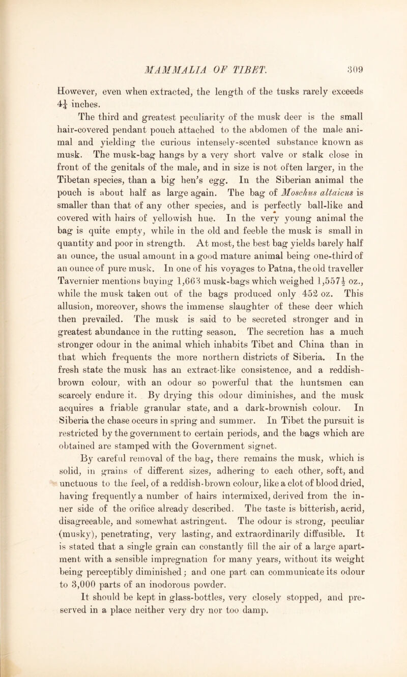 However, even when extracted, the length of the tusks rarely exceeds inches. The third and greatest peculiarity of the musk deer is the small hair-covered pendant pouch attached to the abdomen of the male ani- mal and yielding the curious intensely-scented substance known as musk. The musk-bag hangs by a very short valve or stalk close in front of the genitals of the male, and in size is not often larger, in the Tibetan species, than a big hen^s egg. In the Siberian animal the pouch is about half as large again. The bag of Moscktis altaicus is smaller than that of any other species, and is perfectly ball-like and covered with hairs of yellowish hue. In the very young animal the bag is quite empty, while in the old and feeble the musk is small in quantity and poor in strength. At most, the best bag yields barely half an ounce, the usual amount in a good mature animal being one-third of an ounce of pure musk. In one of his voyages to Patna, the old traveller Tavernier mentions buying 1,663 musk-bags which weighed 1,557^ oz., while the musk taken out of the bags produced only 452 oz. This allusion, moreover, shows the immense slaughter of these deer which then prevailed. The musk is said to be secreted stronger and in greatest abundance in the rutting season. The secretion has a much stronger odour in the animal which inhabits Tibet and China than in that which frequents the more northern districts of Siberia. In the fresh state the musk has an extract-like consistence, and a reddish- brown colour, with an odour so powerful that the huntsmen can scarcely endure it. By drying this odour diminishes, and the musk acquires a friable granular state, and a dark-brownish colour. In Siberia the chase occurs in spring and summer. In Tibet the pursuit is restricted by the government to certain periods, and the bags which are obtained are stamped with the Government signet. By careful removal of the bag, there remains the musk, which is solid, in grains of different sizes, adhering to each other, soft, and unctuous to the feel, of a reddish-brown colour, like a clot of blood dried, having frequently a number of hairs intermixed, derived from the in- ner side of the orifice already described. The taste is bitterish, acrid, disagreeable, and somewhat astringent. The odour is strong, peculiar (musky), penetrating, very lasting, and extraordinarily diffusible. It is stated that a single grain can constantly fill the air of a large apart- ment with a sensible impregnation for many years, without its weight being perceptibly diminished; and one part can communicate its odour to 8,000 parts of an inodorous powder. It should be kept in glass-bottles, very closely stopped, and pre- served in a place neither very dry nor too damp.