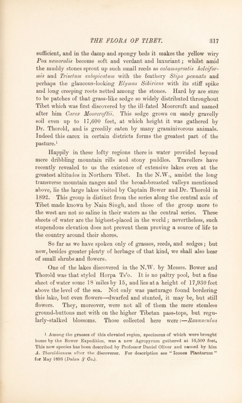 sufficient; and in the damp and spongy beds it makes the yellow wiry Poa nemoralis become soft and verdant and luxuriant; whilst amid the muddy stones sprout up such small reeds as calamagrostis liolcifor- mis and Truefdm subspicatu7n with the feathery Stigma pennata and perhaps the glaucous-looking Elgmus Bibirictts with its stiff spike and long creeping roots netted among the stones. Hard by are sure to be patches of that grass-like sedge so widely distributed throughout Tibet which was first discovered by the ill-fated Moorcroft and named after him Carex Moorcroftii. This sedge grows on sandy gravelly soil even up to 17;600 feet; at which height it was gathered by Hr. Thorold; and is greedily eaten by many graminivorous animals. Indeed this carex in certain districts forms the greatest part of the pasture.^ Happily in these lofty regions there is water provided beyond mere dribbling mountain rills and stony puddles. Travellers have recently revealed to us the existence of extensive lakes even at the greatest altitudes in Northern Tibet. In the N.W.; amidst the long transverse mountain ranges and the broad-breasted valleys mentioned above; lie the large lakes visited by Captain Bower and Dr. Thorold in 189^. This group is distinct from the series along the central axis of Tibet made known by Nain Singh, and those of the group more to the west are not so saline in their waters as the central series. These sheets of water are the highest-placed in the world; nevertheless; such stupendous elevation does not prevent them proving a source of life to the country around their shores. So far as we have spoken only of grasses; reedS; and sedges; but noW; besides greater plenty of herbage of that kind, we shall also hear of small shrubs and flowers. One of the lakes discovered in the N.W. by Messrs. Bower and Thorold was that styled Horpa Ts^o. It is no paltry pool; but a fine sheet of water some 18 miles by 15, and lies at a height of I7;930feet above the level of the sea. Not only was pasturage found bordering this lake; but even flowers—dwarfed and stunted; it may be; but still flowers. They; moreover; were not all of them the mere stemless ground-buttons met with on the higher Tibetan pass-topS; but regu- larly-stalked blossoms. Those collected here were:—Banuncjilus 1 Among the grasses of this elevated region, specimens of which were brought home by the Bower Expedition, was a new Agropyrum gathered at 16,500 feet. This new species has been described by Professor Daniel Oliver and named by him A. Thoroldianum after the discoverer. For description see “ leones Plantarum for May 1893 {Dulau ^ Go.).