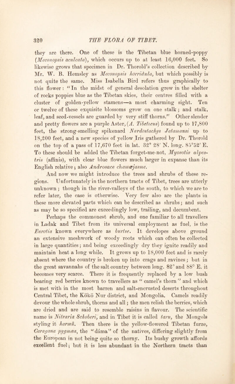 they are there. One of these is the Tibetan blue horned-poppy {Meconopsis amleata), which occurs up to at least 16,000 feet. So likewise grows that specimen in Dr. Thorold^s collection described by Mr. W. B. Hemsley as Meconopsis Jiorridula, but which possibly is not quite the same. Miss Isabella Bird refers thus graphically to this flower : ^Mn the midst of general desolation grew in the shelter of rocks poppies blue as the Tibetan skies, their centres filled with a cluster of golden-yellow stamens—a most charming sight. Ten or twelve of these exquisite blossoms grow on one stalk; and stalk, leaf, and seed-vessels are guarded by very stiff thorns.^^ Other slender and pretty flowers are a purple Aster, (^. Tibettcus) found up to 17,800 feet, the strong-smelling spikenard F! ar dost achy s Jatamansi up to 18,200 feet, and a new species of yellow Iris gathered by Dr. Thorold on the top of a pass of 17,670 feet in lat. 32° 28' N. long. 85°52' E. To these should be added the Tibetan forget-me-not, Myosotis alpes- tris (affinis), with clear blue flowers much larger in expanse than its English relative; also Androsace chamcBjasme. And now we might introduce the trees and shrubs of these re- gions. Unfortunately in the northern tracts of Tibet, trees are utterly unknown; though in the river-valleys of the south, to which we are to refer later, the case is otherwise. Very few also are the plants in these more elevated parts which can be described as shrubs; and such as may be so specified are exceedingly low, trailing, and decumbent. Perhaps the commonest shrub, and one familiar to all travellers in Ladak and Tibet from its universal employment as fuel, is the Enrotia known everywhere as bnrtsc. It developes above ground an extensive meshwork of woody roots which can often be collected in large quantities; and being exceedingly dry they ignite readily and maintain heat a long while. It grows up to 18,000 feet and is rarely absent where the country is broken up into crags and ravines; but in the great savannahs of the salt country between long. 82° and 88° E. it becomes very scarce. There it is frequently replaced by a low bush bearing red berries known to travellers as camePs thorn and which is met with in the most barren and salt-encrusted deserts throughout Central Tibet, the Kdko Nur district, and Mongolia. Camels readily devour the whole shrub, thorns and all; the men relish the berries, which are dried and are said to resemble raisins in flavour. The scientific name is Nitraria Schoheri, and in Tibet it is called taru, the Mongols styling it Jiarmu. Then there is the yellow-flowered Tibetan furze, Caragana pygmcca^ the ‘^dama’’ of the natives, differing slightly from the European in not being quite so thorny. Its bushy growth affords excellent fuel; but it is less abundant in the Northern tracts than