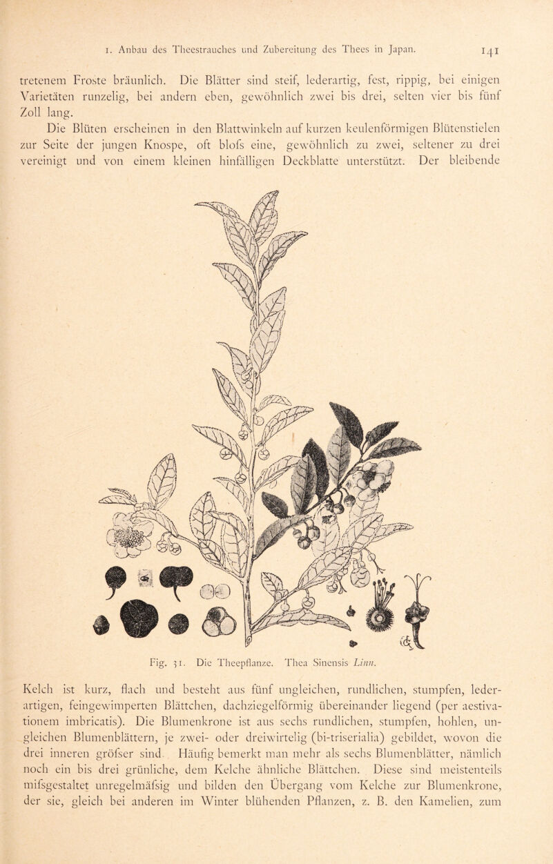 tretenem Froste bräunlich. Die Blätter sind steif, lederartig, fest, rippig, bei einigen Varietäten runzelig, bei andern eben, gewöhnlich zwei bis drei, selten vier bis fünf Zoll lang. Die Blüten erscheinen in den Blattwinkeln auf kurzen keulenförmigen Blütenstielen zur Seite der jungen Knospe, oft blofs eine, gewöhnlich zu zwei, seltener zu drei vereinigt und von einem kleinen hinfälligen Deckblatte unterstützt. Der bleibende Fier ^i. Die Theepflanze. Thea Sinensis Linn. Kelch ist kurz, flach und besteht aus fünf ungleichen, rundlichen, stumpfen, leder- artigen, feingewimperten Blättchen, dachziegelförmig übereinander liegend (per aestiva- tionem imbricatis). Die Blumenkrone ist aus sechs rundlichen, stumpfen, hohlen, un- gleichen Blumenblättern, je zwei- oder dreiwirtelig (bi-triserialia) gebildet, wovon die drei inneren gröfser sind. Häuflg bemerkt man mehr als sechs Blumenblätter, nämlich noch ein bis drei grünliche, dem Kelche ähnliche Blättchen. Diese sind meistenteils mifsgestaltet unregelmäfsig und bilden den Übergang vom Kelche zur Blumenkrone, der sie, gleich bei anderen im Winter blühenden Pflanzen, z. B. den Kamelien, zum