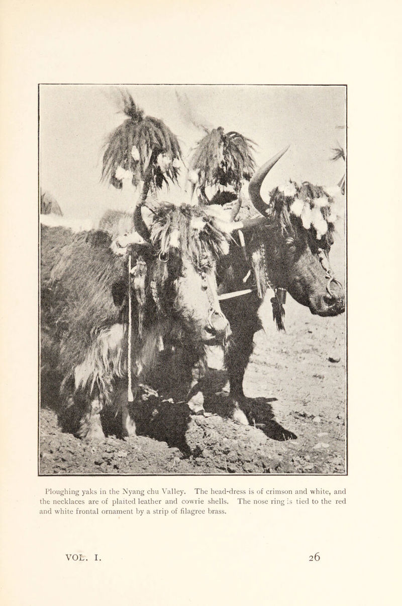 Ploughing yaks in the Nyang chu Valley. The head-dress is of crimson and white, and the necklaces are of plaited leather and cowrie shells. The nose ring is tied to the red and white frontal ornament by a strip of filagree brass. VOL I 26