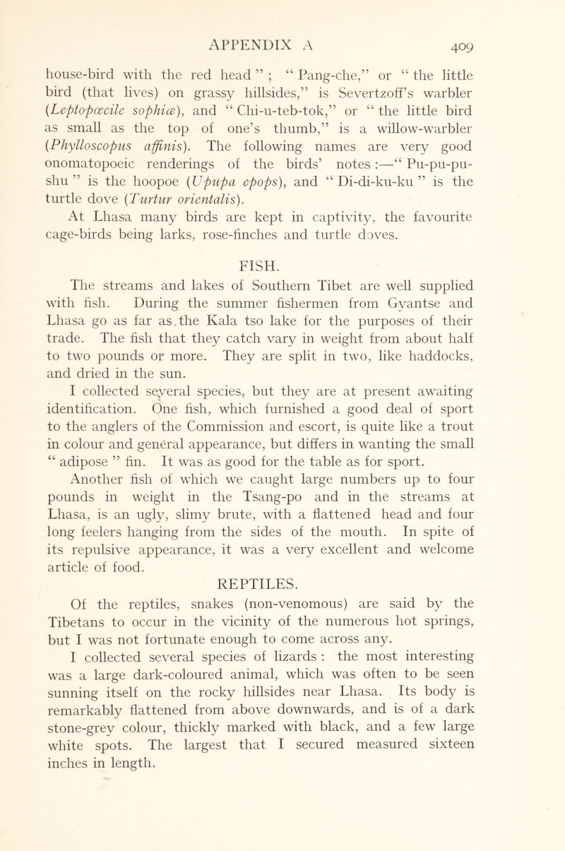 house-bird with the red head ” ; “ Pang-che,” or “ the little bird (that lives) on grassy hillsides,” is Severtzoff’s warbler {Leptopcecile sophice), and “ Chi-u-teb-tok,” or “ the little bird as small as the top of one’s thumb,” is a willow-warbler {Phylloscopus affinis). The following names are very good onomatopoeic renderings of the birds’ notes :—“ Pu-pu-pu- shu ” is the hoopoe {Upupa epops), and “ Di-di-ku-ku ” is the turtle dove (Turtur orientalis). At Lhasa many birds are kept in captivity, the favourite cage-birds being larks, rose-finches and turtle doves. hNSH. The streams and lakes of Southern Tibet are well supplied with hsh. During the summer fishermen from Gyantse and Lhasa go as far as.the Kala tso lake for the purposes of their trade. The fish that they catch vary in weight from about half to two pounds or more. They are split in two, like haddocks, and dried in the sun. I collected seyeral species, but they are at present awaiting identihcation. One fish, which furnished a good deal of sport to the anglers of the Commission and escort, is quite like a trout in colour and general appearance, but differs in wanting the small “ adipose ” fin. It was as good for the table as for sport. Another fish of which we caught large numbers up to four pounds in weight in the Tsang-po and in the streams at Lhasa, is an ugly, slimy brute, with a flattened head and four long feelers hanging from the sides of the mouth. In spite of its repulsive appearance, it was a very excellent and welcome article of food. REPTILES. Of the reptiles, snakes (non-venomous) are said by the Tibetans to occur in the vicinity of the numerous hot springs, but I was not fortunate enough to come across any. I collected several species of lizards : the most interesting was a large dark-coloured animal, which was often to be seen sunning itself on the rocky hillsides near Lhasa. Its body is remarkably flattened from above downwards, and is of a dark stone-grey colour, thickly marked with black, and a few large white spots. The largest that I secured measured sixteen inches in length.