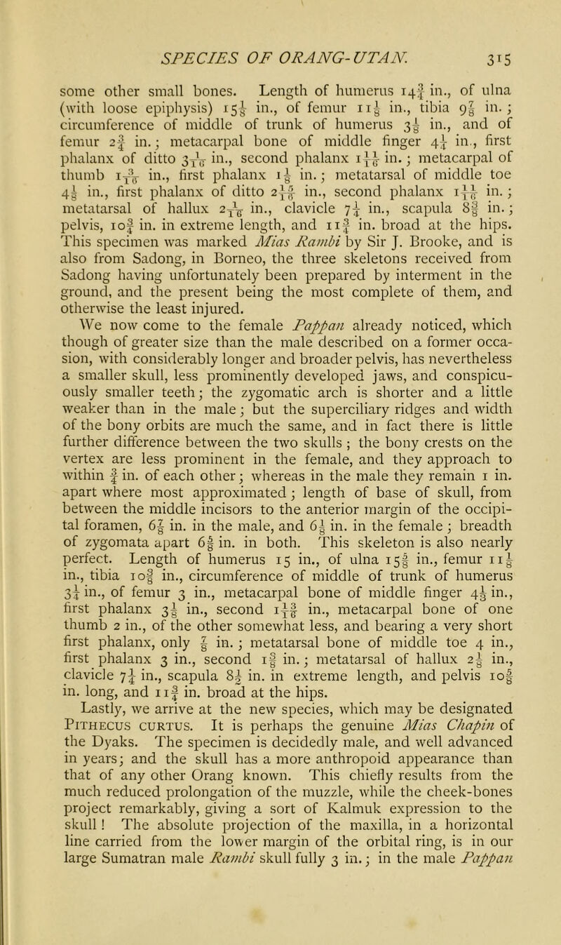 some other small bones. Length of humerus 14^ in., of ulna (with loose epiphysis) 15^ in., of femur nf in., tibia 9! in.; circumference of middle of trunk of humerus 3^ in., and of femur 2f in.; metacarpal bone of middle finger 4^ in., first phalanx of ditto 3TV in., second phalanx 1 jg- in.; metacarpal of thumb ifg- in., first phalanx if in.; metatarsal of middle toe 4! in., first phalanx of ditto 2ff in., second phalanx if-f in.; metatarsal of hallux 2p% in., clavicle 7f in., scapula 8§ in.; pelvis, iof in. in extreme length, and nf in. broad at the hips. This specimen was marked Mias Rambi by Sir J. Brooke, and is also from Sadong, in Borneo, the three skeletons received from Sadong having unfortunately been prepared by interment in the ground, and the present being the most complete of them, and otherwise the least injured. We now come to the female Pappan already noticed, which though of greater size than the male described on a former occa- sion, with considerably longer and broader pelvis, has nevertheless a smaller skull, less prominently developed jaws, and conspicu- ously smaller teeth; the zygomatic arch is shorter and a little weaker than in the male; but the superciliary ridges and width of the bony orbits are much the same, and in fact there is little further difference between the two skulls ; the bony crests on the vertex are less prominent in the female, and they approach to within | in. of each other; whereas in the male they remain 1 in. apart where most approximated; length of base of skull, from between the middle incisors to the anterior margin of the occipi- tal foramen, 6| in. in the male, and 6| in. in the female ; breadth of zygomata apart 6f in. in both. This skeleton is also nearly perfect. Length of humerus 15 in., of ulna 15I in., femur nf in., tibia iof in., circumference of middle of trunk of humerus 3j in., of femur 3 in., metacarpal bone of middle finger 4^ in., first phalanx 3I in., second iff in., metacarpal bone of one thumb 2 in., of the other somewhat less, and bearing a very short first phalanx, only f in. ; metatarsal bone of middle toe 4 in., first phalanx 3 in., second if in.; metatarsal of hallux 2f in., clavicle 7^ in., scapula 8f in. in extreme length, and pelvis iof in. long, and nf in. broad at the hips. Lastly, we arrive at the new species, which may be designated Pithecus curtus. It is perhaps the genuine Mias Chapin of the Dyaks. The specimen is decidedly male, and well advanced in years; and the skull has a more anthropoid appearance than that of any other Orang known. This chiefly results from the much reduced prolongation of the muzzle, while the cheek-bones project remarkably, giving a sort of Kalmuk expression to the skull! The absolute projection of the maxilla, in a horizontal line carried from the lower margin of the orbital ring, is in our large Sumatran male Rambi skull fully 3 in.; in the male Pappan
